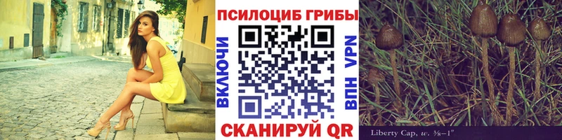 Галлюциногенные грибы Psilocybine cubensis  Северо-Курильск 